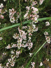 Thryptomene calycina
