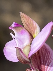 Polygala microlopha
