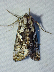 Syngrapha rectangula
