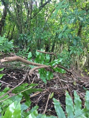 Melicytus ramiflorus