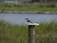 Todiramphus sanctus vagans