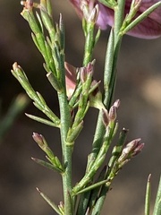 Polygala microlopha