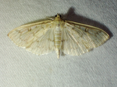 Herpetogramma aquilonalis
