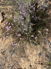 Polygala microlopha
