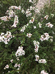 Thryptomene calycina