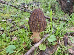 Morchella australiana