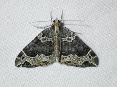 Ecliptopera silaceata