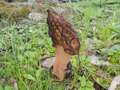 Morchella australiana