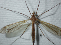 Tipula paludosa