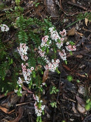 Thryptomene calycina