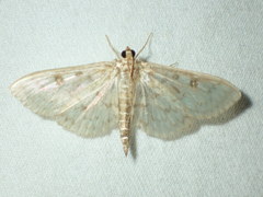 Herpetogramma aquilonalis