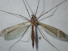 Tipula paludosa