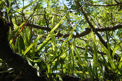 Pyrrosia longifolia