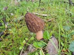 Morchella australiana