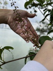 Derris trifoliata