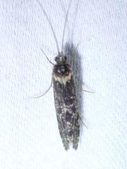 Polycentropodidae