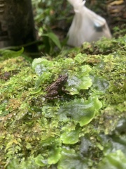 Pristimantis croceoinguinis