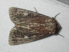 Apamea cogitata