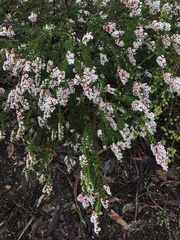 Thryptomene calycina