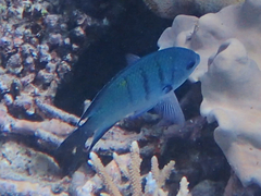 Abudefduf whitleyi