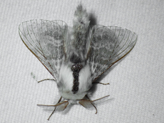 Tolype distincta