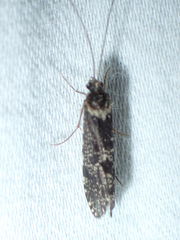 Polycentropodidae