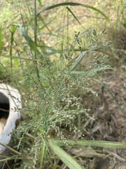 Poaceae