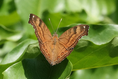 Junonia hedonia