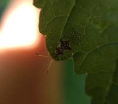 Acanthocheila armigera