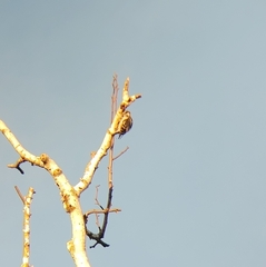 Dryobates pubescens