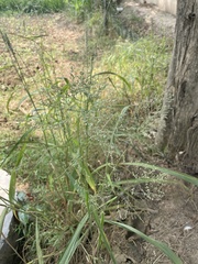 Poaceae