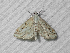 Parapoynx allionealis