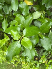 Coprosma macrocarpa
