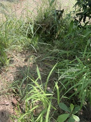 Poaceae