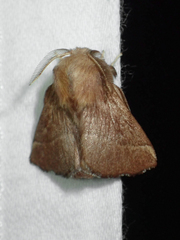 Malacosoma disstria