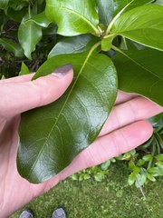 Coprosma macrocarpa