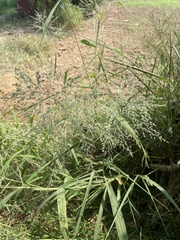 Poaceae