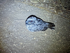 Phalaenoptilus nuttallii