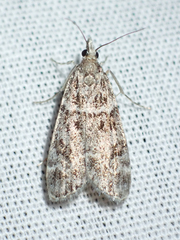 Scoparia basalis
