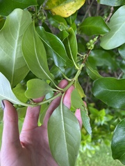 Coprosma macrocarpa