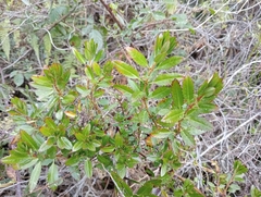 Haloragis erecta erecta