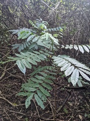 Dysoxylum mollissimum