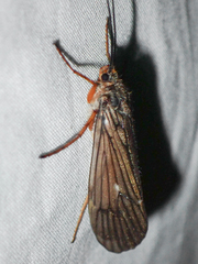 Dicosmoecus