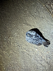 Phalaenoptilus nuttallii