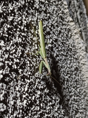Mantis