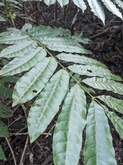 Dysoxylum mollissimum