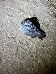 Phalaenoptilus nuttallii