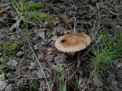 Russula foetens