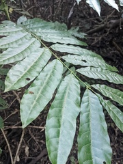 Dysoxylum mollissimum