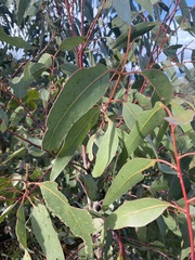 Eucalyptus obliqua